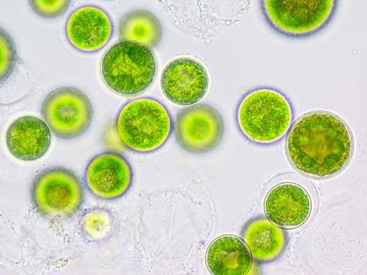 Imagen del alga schizochytium, fuente de DHA vegetal apta para dietas veganas y vegetarianas
